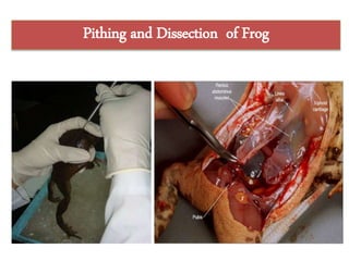 Pithing and Dissection of Frog
 