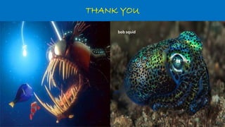 THANK YOU
bob squid
 