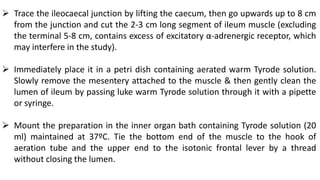  Trace the ileocaecal junction by lifting the caecum, then go upwards up to 8 cm
from the junction and cut the 2-3 cm long segment of ileum muscle (excluding
the terminal 5-8 cm, contains excess of excitatory α-adrenergic receptor, which
may interfere in the study).
 Immediately place it in a petri dish containing aerated warm Tyrode solution.
Slowly remove the mesentery attached to the muscle & then gently clean the
lumen of ileum by passing luke warm Tyrode solution through it with a pipette
or syringe.
 Mount the preparation in the inner organ bath containing Tyrode solution (20
ml) maintained at 37ºC. Tie the bottom end of the muscle to the hook of
aeration tube and the upper end to the isotonic frontal lever by a thread
without closing the lumen.
 