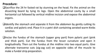 Procedure:
Sacrifice the 24 hr fasted rat by stunning on the head. Fix the animal on the
dissecting board by tying its legs. Open the abdominal cavity by a small
horizontal cut followed by vertical midline incision and expose the abdominal
organs.
Identify the stomach and separate it from the abdomen by gently cutting its
cardiac and pyloric end. Place it in a petri dish containing aerated warm Krebs
solution.
Incise the fundus of the stomach (upper grey part) from pyloric part (pink
and thick part). Cut the fundus from the lesser curvature and open it
longitudinally. Then cut the fundus at the midline into two equal parts. Give
alternate transverse cuts (zig-zag cut) on opposite sides of the muscle to
make a fundal strip preparation.
 