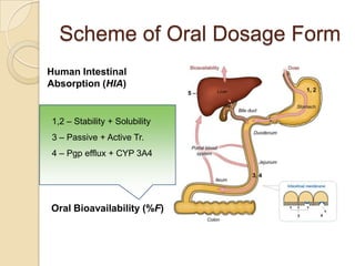 Scheme of Oral Dosage Form
Human Intestinal
Absorption (HIA)


1,2 – Stability + Solubility
3 – Passive + Active Tr.
4 – Pgp efflux + CYP 3A4




Oral Bioavailability (%F)
 