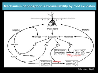 Bioavailability of soil and applied phosphorus as influenced by root ...
