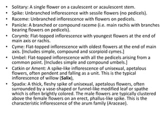 Description of Flowers: Pistils
 