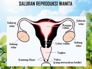 SALURAN REPRODUKSI WANITA
 
