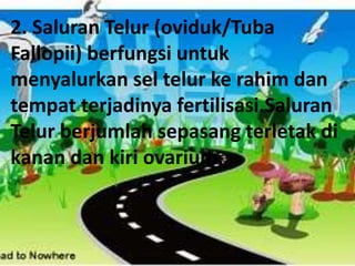 2. Saluran Telur (oviduk/Tuba
Fallopii) berfungsi untuk
menyalurkan sel telur ke rahim dan
tempat terjadinya fertilisasi.Saluran
Telur berjumlah sepasang terletak di
kanan dan kiri ovarium.
 