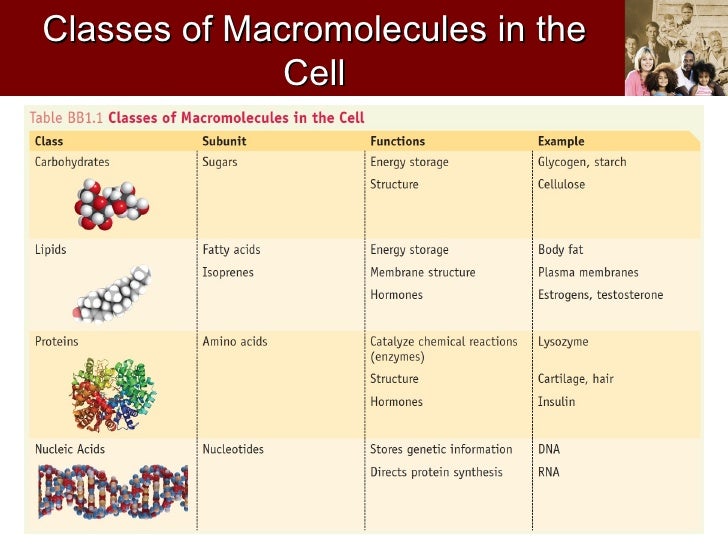 4 types of macromolecules