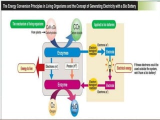 First Bio Battery Bio battery | PPTX