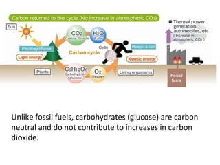 Unlike fossil fuels, carbohydrates (glucose) are carbon
neutral and do not contribute to increases in carbon
dioxide.
 