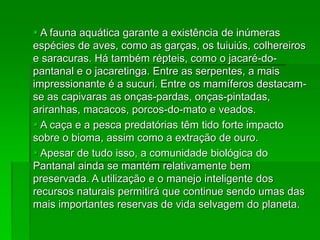  A fauna aquática garante a existência de inúmeras
espécies de aves, como as garças, os tuiuiús, colhereiros
e saracuras. Há também répteis, como o jacaré-do-
pantanal e o jacaretinga. Entre as serpentes, a mais
impressionante é a sucuri. Entre os mamíferos destacam-
se as capivaras as onças-pardas, onças-pintadas,
ariranhas, macacos, porcos-do-mato e veados.
 A caça e a pesca predatórias têm tido forte impacto
sobre o bioma, assim como a extração de ouro.
 Apesar de tudo isso, a comunidade biológica do
Pantanal ainda se mantém relativamente bem
preservada. A utilização e o manejo inteligente dos
recursos naturais permitirá que continue sendo umas das
mais importantes reservas de vida selvagem do planeta.
 