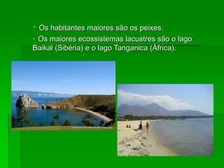  Os habitantes maiores são os peixes.
 Os maiores ecossistemas lacustres são o lago
Baikal (Sibéria) e o lago Tanganica (África).
 