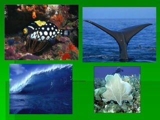 Biobiomas.brasileiros1