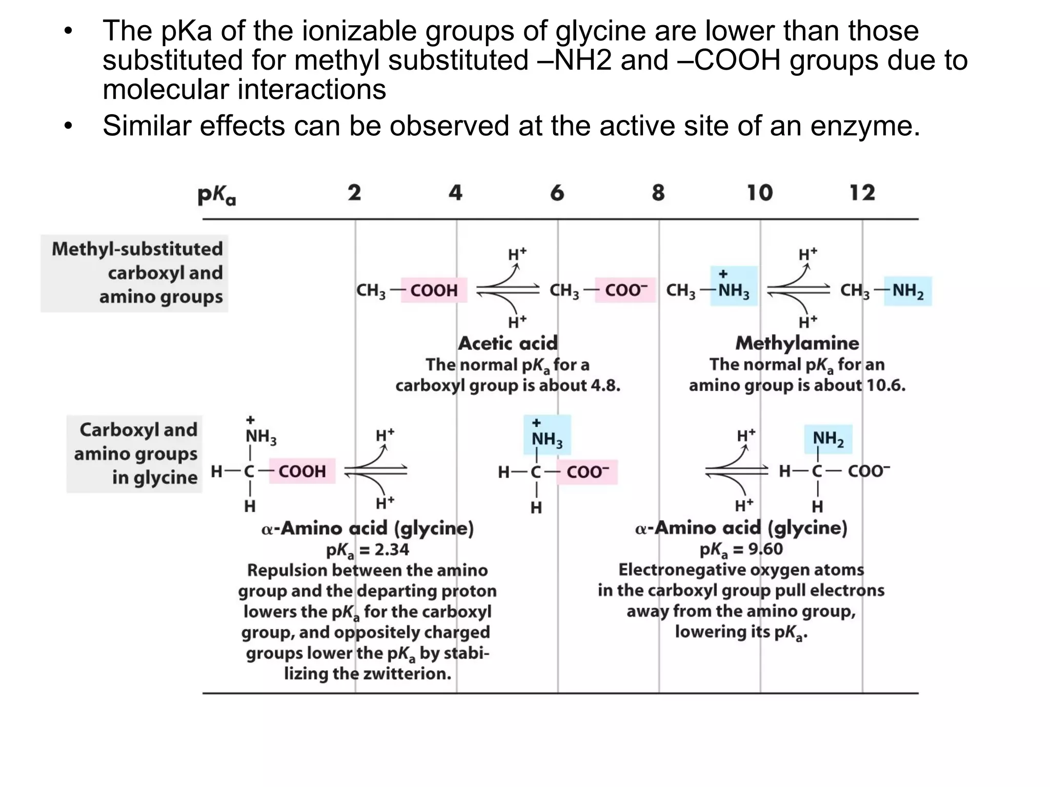 The pKa of the ionizable groups of glycine are lower than those substituted for methyl substituted –NH2 and –COOH groups due to molecular interactions Similar effects can be observed at the active site of an enzyme. 
