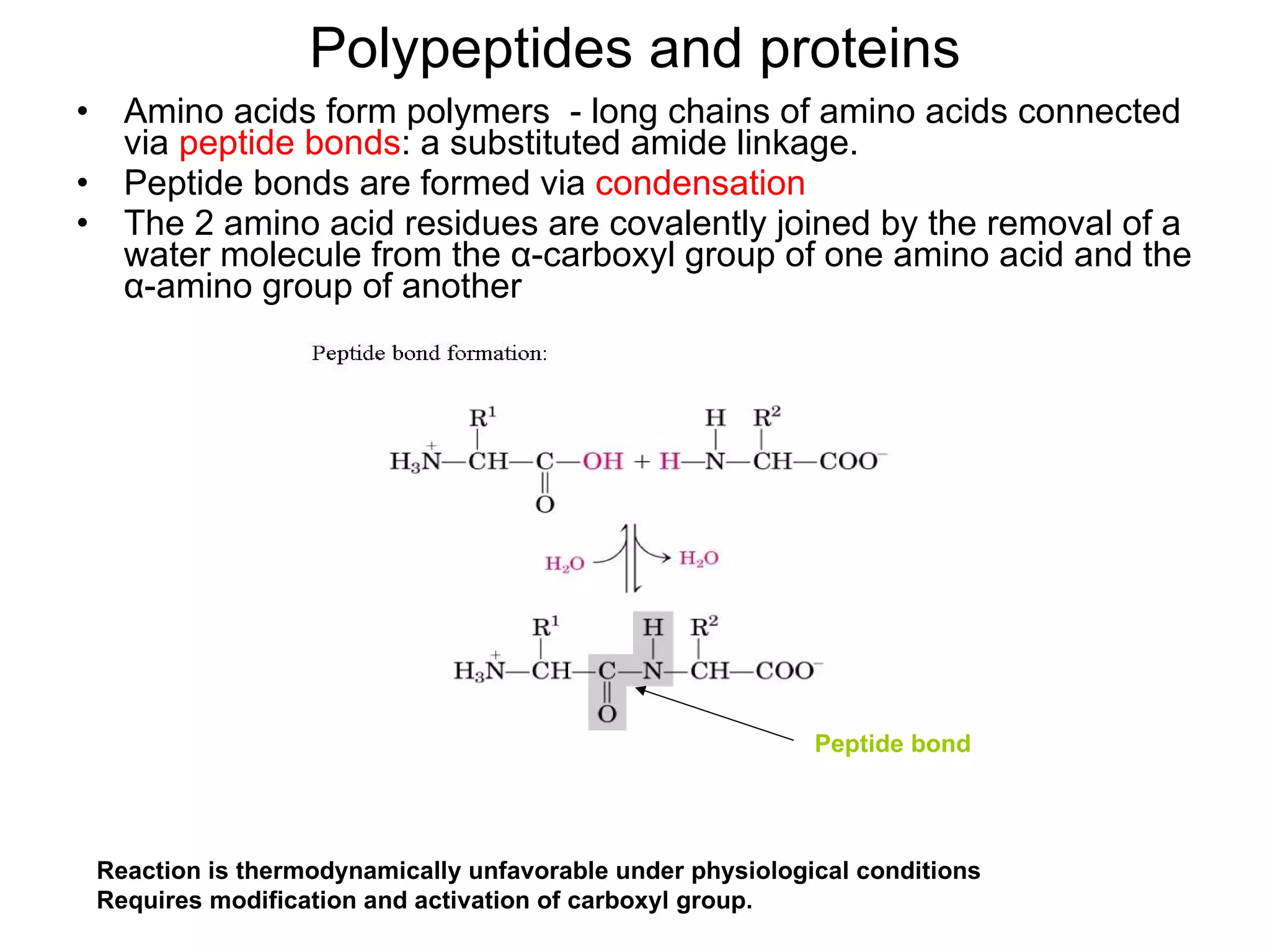 Polypeptides and proteins Amino acids form polymers  - long chains of amino acids connected via  peptide bonds : a substituted amide linkage. Peptide bonds are formed via  condensation The 2 amino acid residues are covalently joined by the removal of a water molecule from the  α -carboxyl group of one amino acid and the  α -amino group of another Peptide bond Reaction is thermodynamically unfavorable under physiological conditions Requires modification and activation of carboxyl group. 