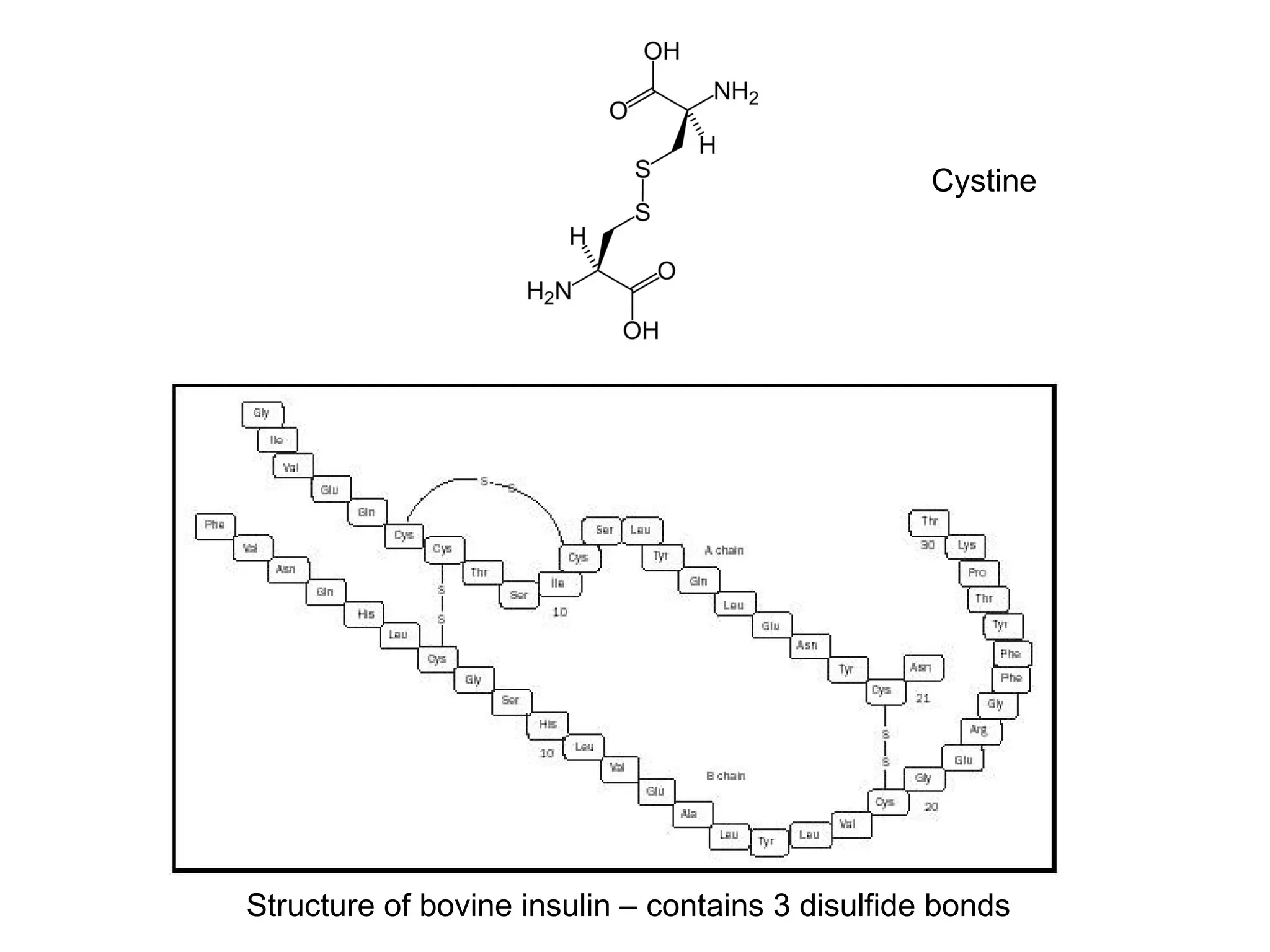 Structure of bovine insulin – contains 3 disulfide bonds Cystine 