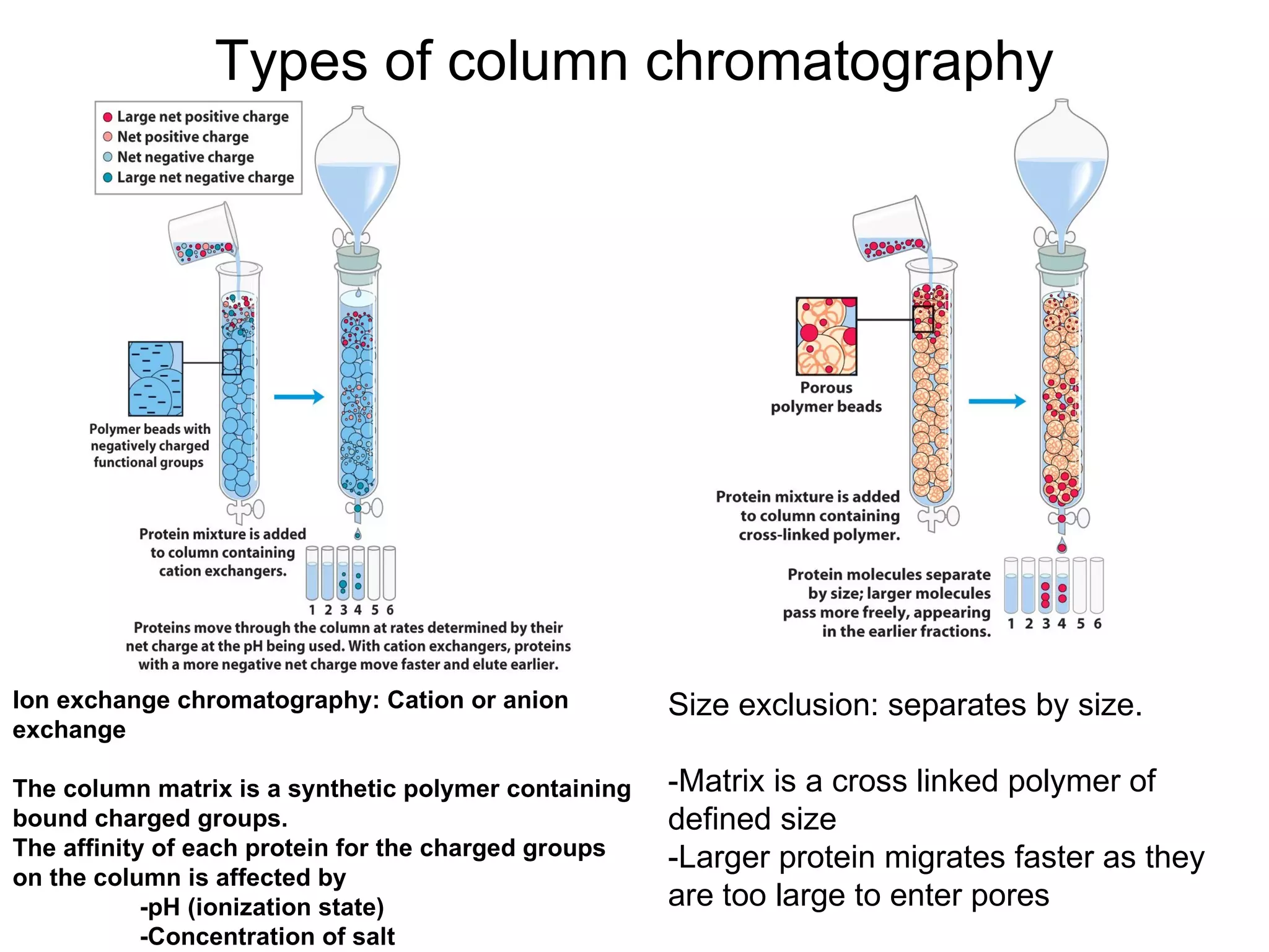 Types of column chromatography Ion exchange chromatography: Cation or anion exchange The column matrix is a synthetic polymer containing bound charged groups. The affinity of each protein for the charged groups on the column is affected by -pH (ionization state) -Concentration of salt Size exclusion: separates by size. -Matrix is a cross linked polymer of defined size -Larger protein migrates faster as they are too large to enter pores 