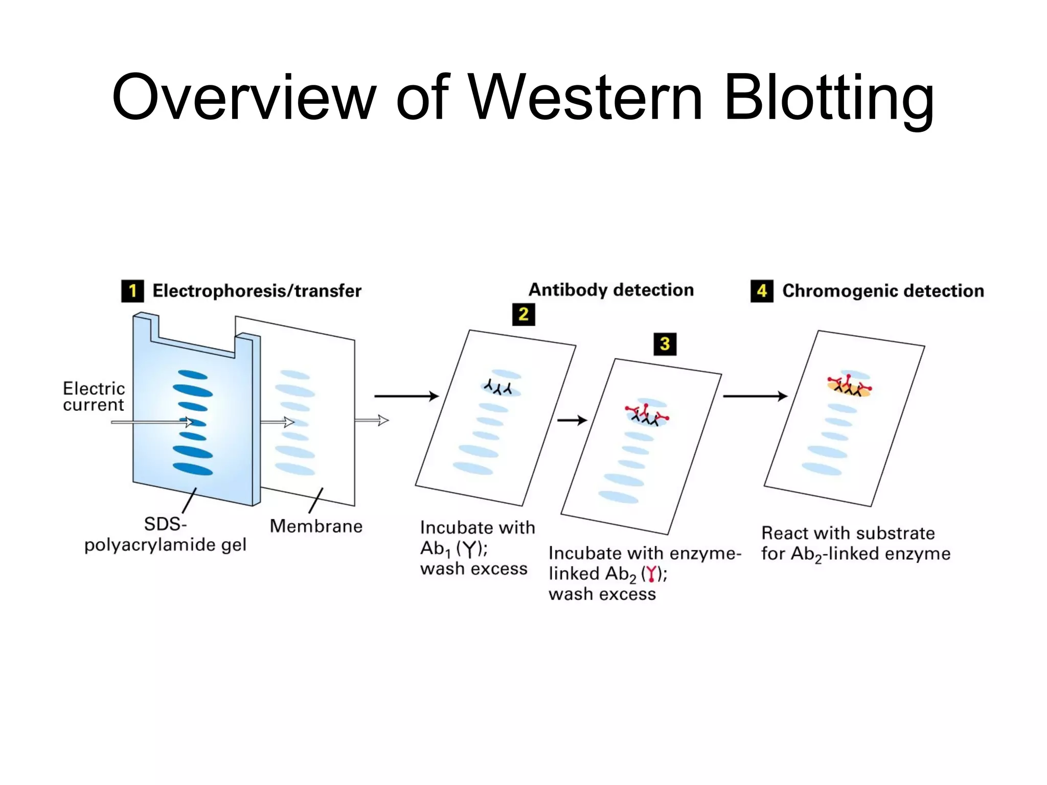 Overview of Western Blotting 