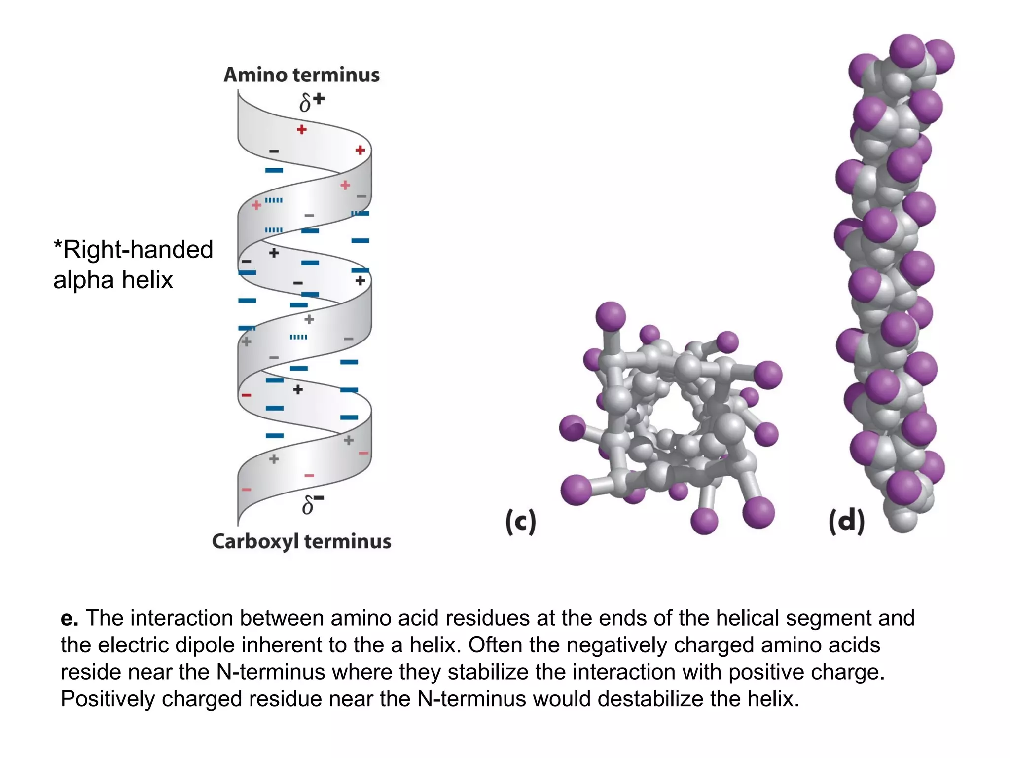 e.  The interaction between amino acid residues at the ends of the helical segment and the electric dipole inherent to the a helix. Often the negatively charged amino acids reside near the N-terminus where they stabilize the interaction with positive charge. Positively charged residue near the N-terminus would destabilize the helix. *Right-handed alpha helix 