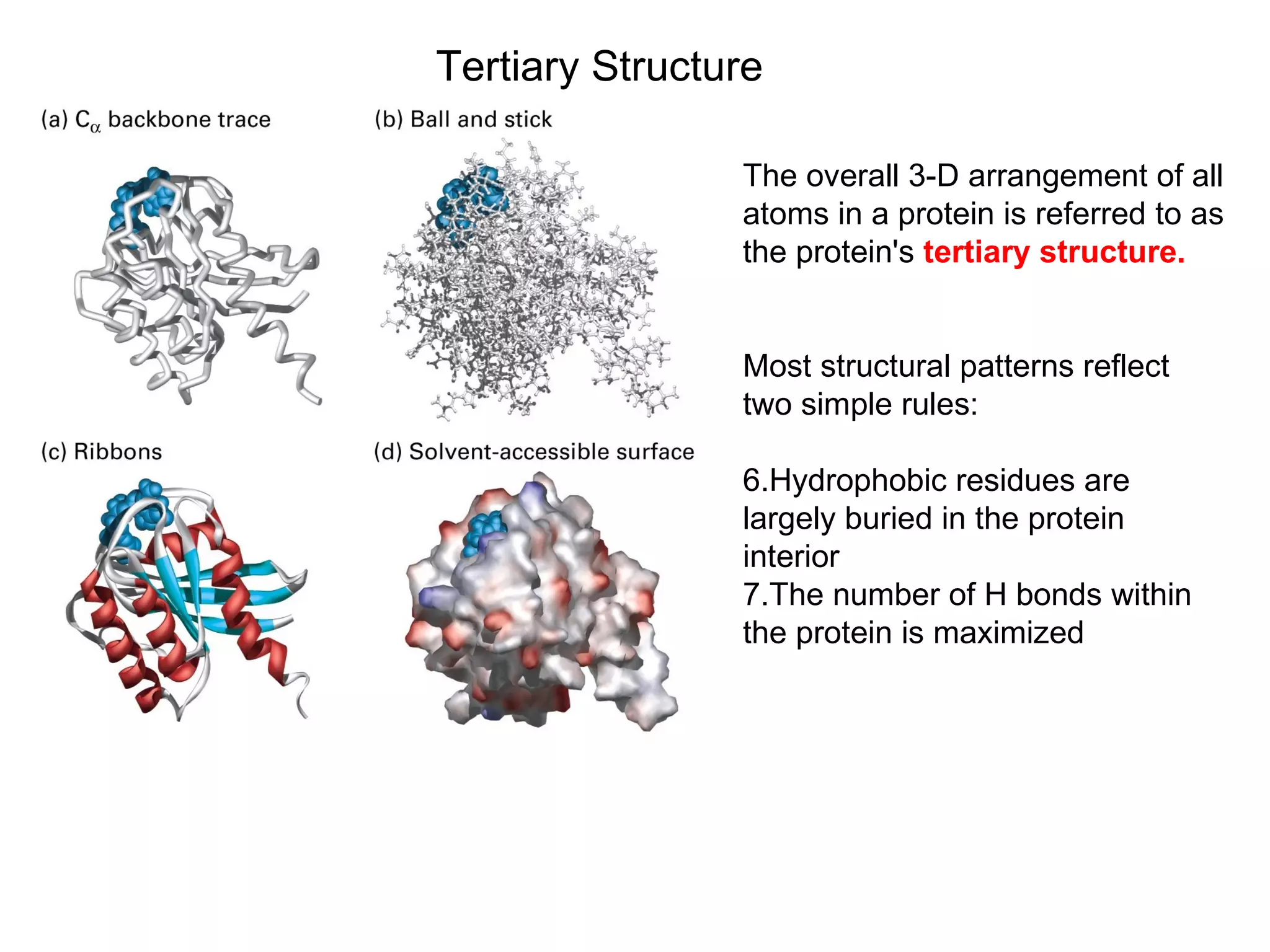 Tertiary Structure The overall 3-D arrangement of all atoms in a protein is referred to as the protein's  tertiary structure. Most structural patterns reflect two simple rules: Hydrophobic residues are largely buried in the protein interior The number of H bonds within the protein is maximized 
