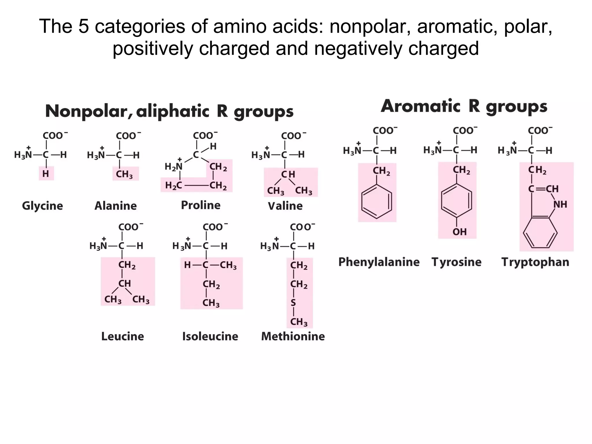 The 5 categories of amino acids: nonpolar, aromatic, polar, positively charged and negatively charged 