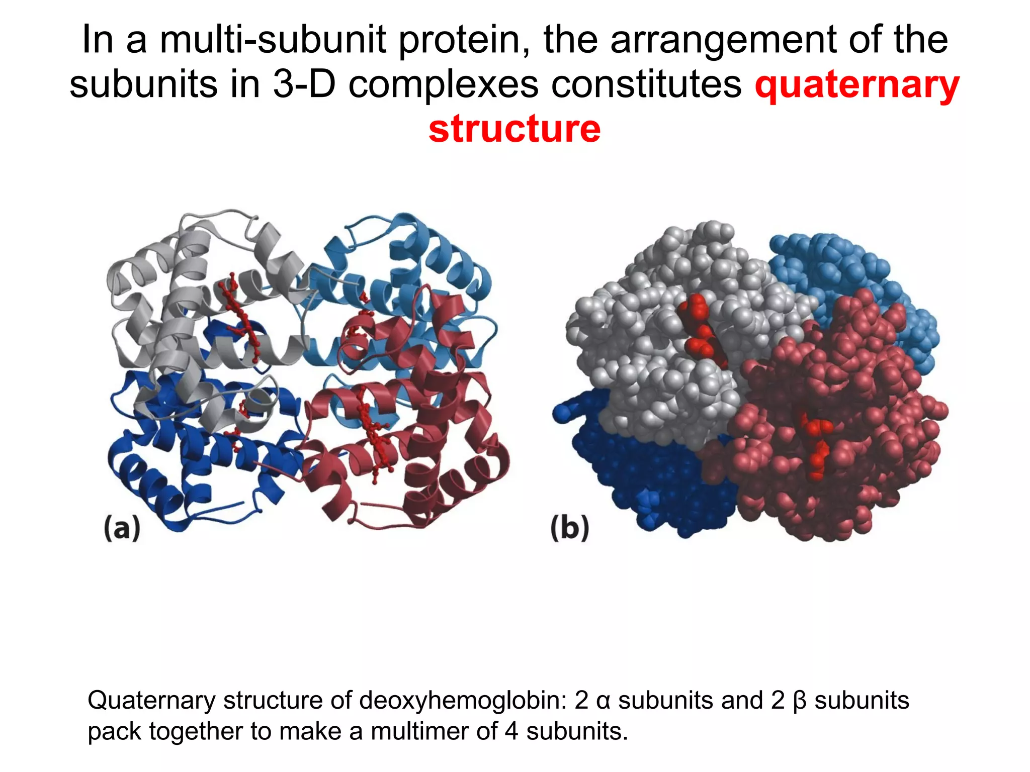 In a multi-subunit protein, the arrangement of the subunits in 3-D complexes constitutes  quaternary structure Quaternary structure of deoxyhemoglobin: 2  α  subunits and 2  β  subunits pack together to make a multimer of  4 subunits. 