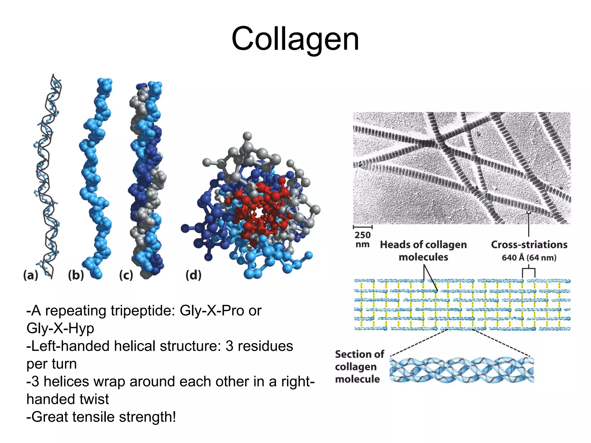 Collagen -A repeating tripeptide: Gly-X-Pro or  Gly-X-Hyp  -Left-handed helical structure: 3 residues per turn -3 helices wrap around each other in a right- handed twist -Great tensile strength! 