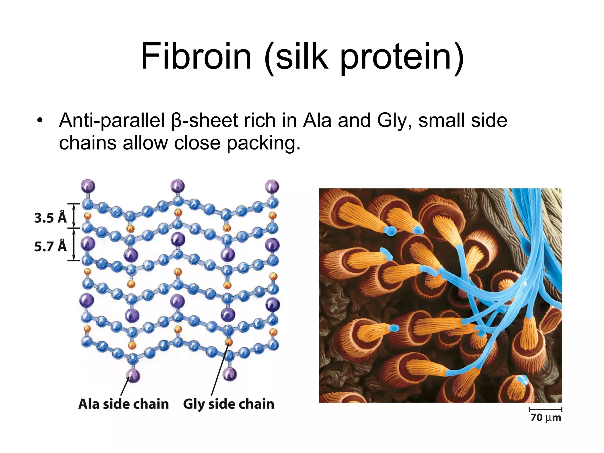 Fibroin (silk protein) Anti-parallel β-sheet rich in Ala and Gly, small side chains allow close packing. 