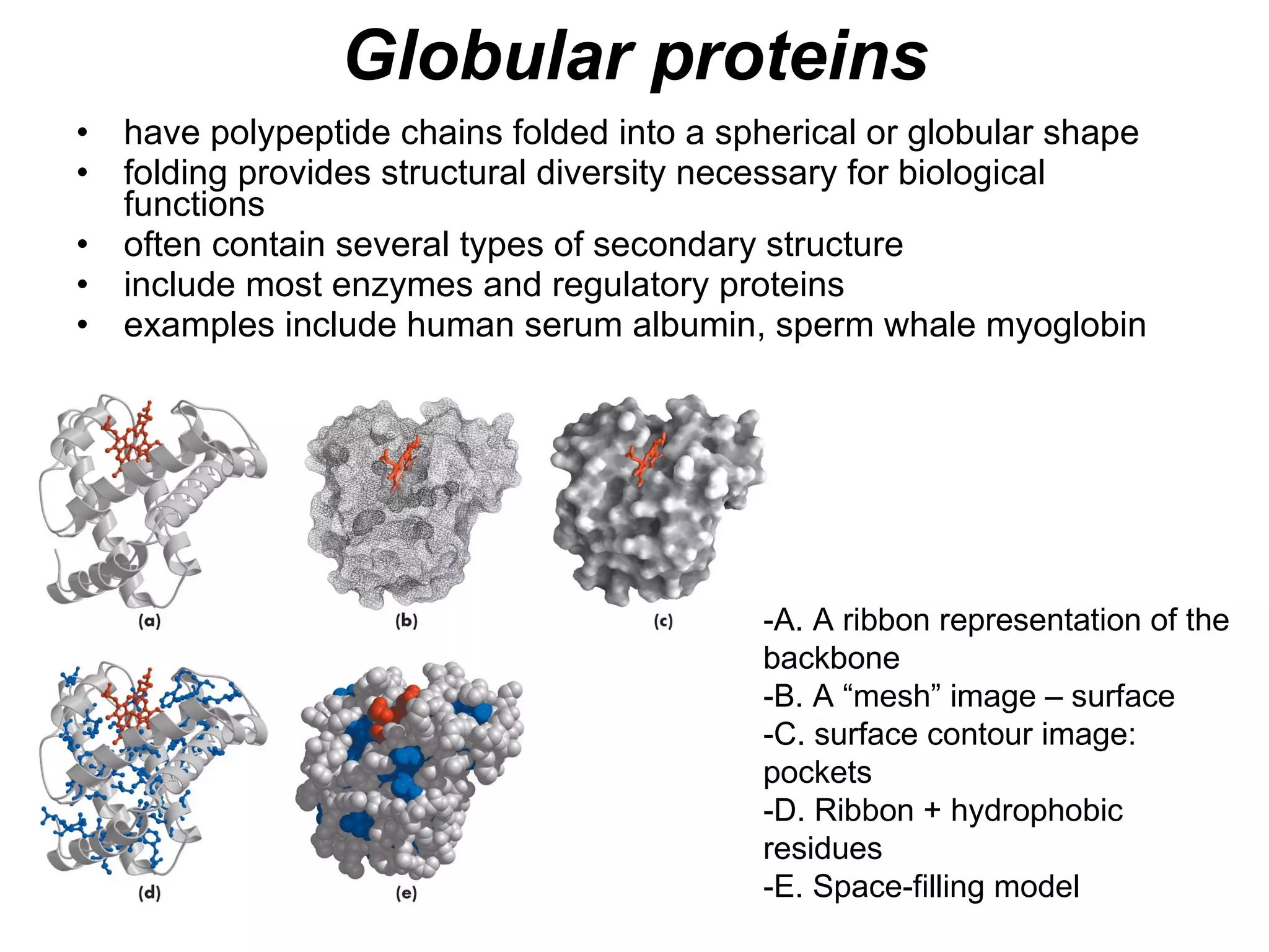 Globular proteins have polypeptide chains folded into a spherical or globular shape folding provides structural diversity necessary for biological functions often contain several types of secondary structure include most enzymes and regulatory proteins examples include human serum albumin, sperm whale myoglobin -A. A ribbon representation of the backbone -B. A “mesh” image – surface -C. surface contour image: pockets  -D. Ribbon + hydrophobic residues -E. Space-filling model 
