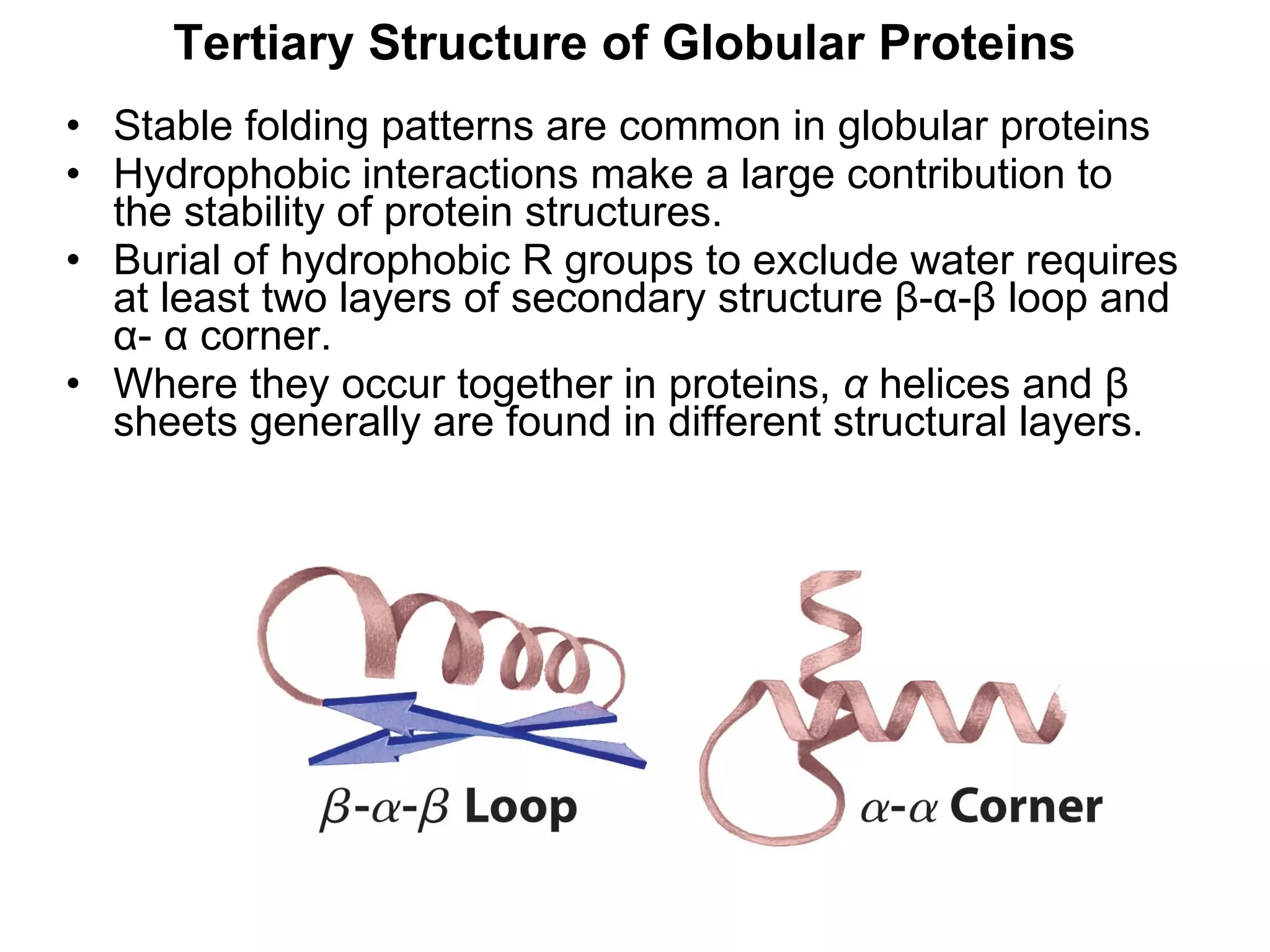 Stable folding patterns are common in globular proteins Hydrophobic interactions make a large contribution to the stability of protein structures. Burial of hydrophobic R groups to exclude water requires at least two layers of secondary structure β-α-β loop and α- α corner. Where they occur together in proteins,  α  helices and β sheets generally are found in different structural layers. Tertiary Structure of Globular Proteins 