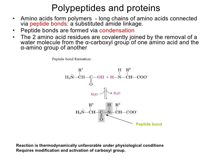 bioc 523 how are amino acids connected to form a chain
