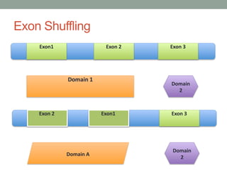 Exon1 Exon 2 Exon 3
Domain 1
Domain
2
Exon1Exon 2 Exon 3
Domain
2
Domain A
Exon Shuffling
 