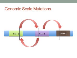 Genomic Scale Mutations
Gene 1 Gene 2 Gene 3
 