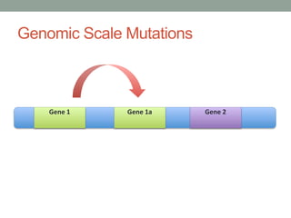 Genomic Scale Mutations
Gene 1 Gene 2Gene 1a
 