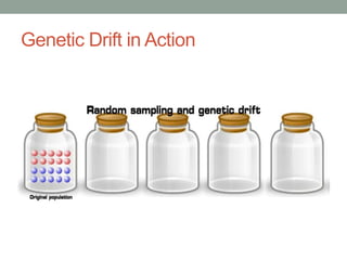 Genetic Drift in Action
 
