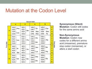Mutation at the Codon Level
Synonymous (Silent)
Mutation: Codon still codes
for the same amino acid
Non-Synonymous
Mutation: Codon now
codes for a different amino
acid (missense), premature
stop codon (nonsense), or
alters a start codon
 