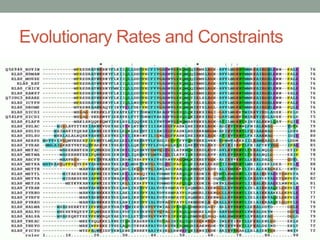 Evolutionary Rates and Constraints
 