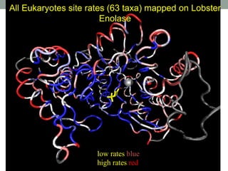 All Eukaryotes site rates (63 taxa) mapped on Lobster
Enolase
low rates blue
high rates red
 