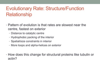 Evolutionary Rate: Structure/Function
Relationship
• Pattern of evolution is that rates are slowest near the
centre, fastest on exterior
• Distance to catalytic centre
• Hydrophobic packing of the interior
• Spatial/size constraints in interior
• More loops and alpha-helices on exterior
• How does this change for structural proteins like tubulin or
actin?
 