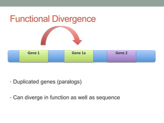 Functional Divergence
• Duplicated genes (paralogs)
• Can diverge in function as well as sequence
Gene 1 Gene 2Gene 1a
 