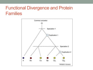 Functional Divergence and Protein
Families
 