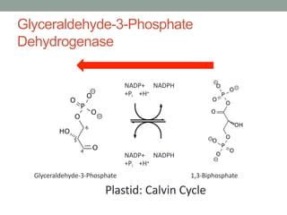 Glyceraldehyde-3-Phosphate
Dehydrogenase
NADP+ NADPH
+Pi +H+
NADP+ NADPH
+Pi +H+
Glyceraldehyde-3-Phosphate 1,3-Biphosphate
Plastid: Calvin Cycle
 