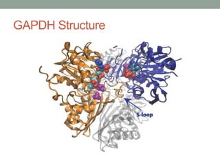 GAPDH Structure
 
