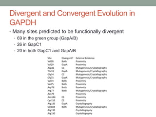 Divergent and Convergent Evolution in
GAPDH
• Many sites predicted to be functionally divergent
• 69 in the green group (GapA/B)
• 26 in GapC1
• 20 in both GapC1 and GapA/B
 
