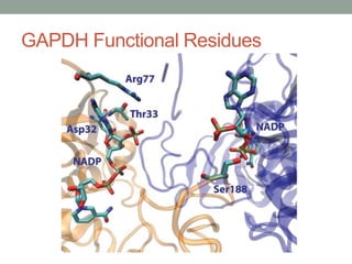GAPDH Functional Residues
 
