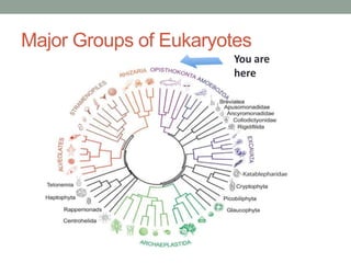 Major Groups of Eukaryotes
You are
here
 