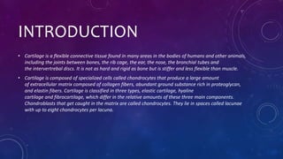 INTRODUCTION
• Cartilage is a flexible connective tissue found in many areas in the bodies of humans and other animals,
including the joints between bones, the rib cage, the ear, the nose, the bronchial tubes and
the intervertrebal discs. It is not as hard and rigid as bone but is stiffer and less flexible than muscle.
• Cartilage is composed of specialized cells called chondrocytes that produce a large amount
of extracellular matrix composed of collagen fibers, abundant ground substance rich in proteoglycan,
and elastin fibers. Cartilage is classified in three types, elastic cartilage, hyaline
cartilage and fibrocartilage, which differ in the relative amounts of these three main components.
Chondroblasts that get caught in the matrix are called chondrocytes. They lie in spaces called lacunae
with up to eight chondrocytes per lacuna.
 