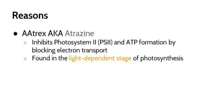 How does triazine affect photosynthesis picture