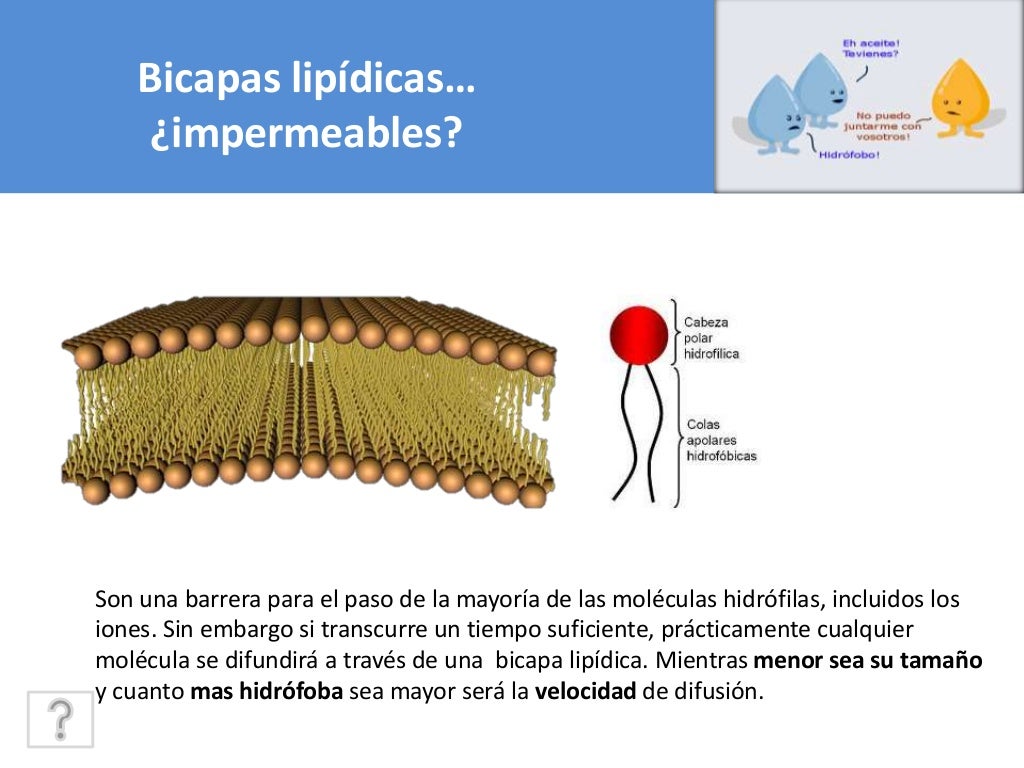 Biologia celular Permeabilidad de membrana celular