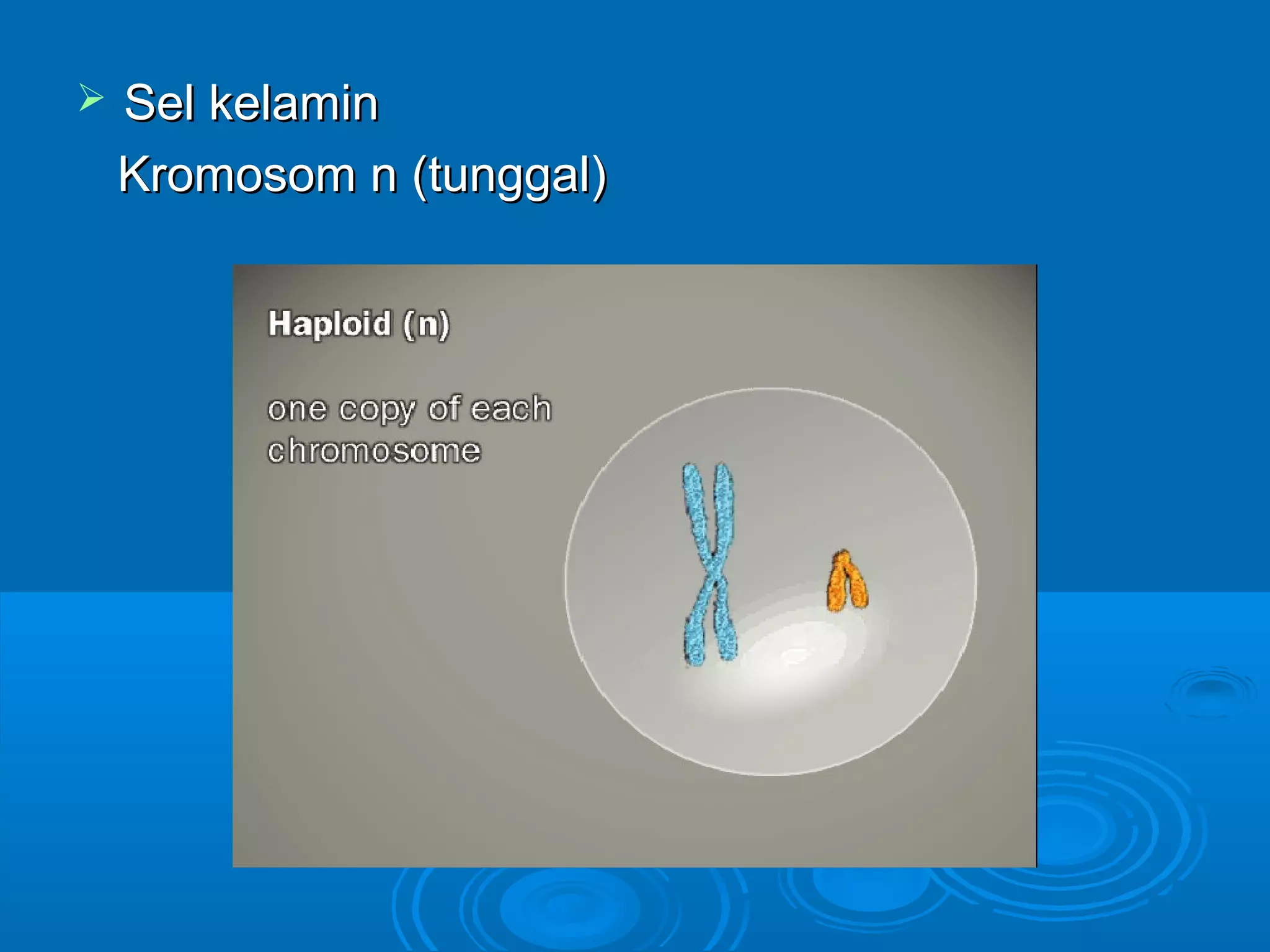  Sel kelaminSel kelamin
Kromosom n (tunggal)Kromosom n (tunggal)
 