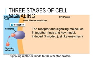 Resception Cell Bio_Cell_Communication for grade 12 students.ppt