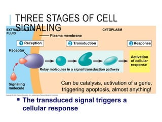 Resception Cell Bio_Cell_Communication for grade 12 students.ppt